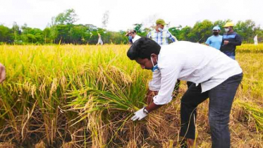 মিরসরাইয়ে কৃষকের ধান কেটে দিল ছাত্রলীগ 