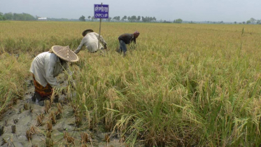 বাণিজ্যিকভাবে বাজারে আসছে নাইট্রোজেন সাশ্রয়ী এন পি কম্পাউন্ড সার