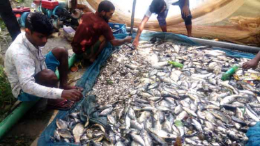 আত্রাইয়ে পুকুরে বিষ দিয়ে মাছ নিধনের অভিযোগ