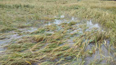 নওগাঁয় কালবৈশাখী ঝড়ে ফসলের ক্ষয়ক্ষতি,হতাহত ২