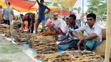 নাসিরনগরে ঐতিহ্যবাহী শুঁটকি মেলা স্থগিত