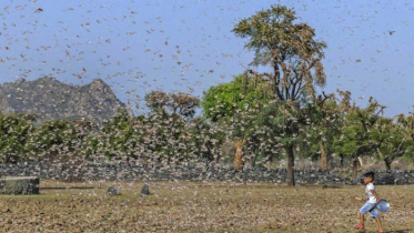 পঙ্গপালের হানায় কাঁপছে ভারতের ৫ রাজ্য