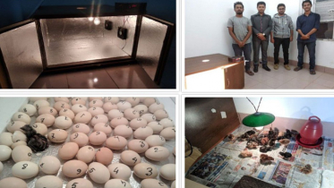 স্বল্প মূল্যে অধিক উৎপাদন করতে সক্ষম ইনকিউবেটর