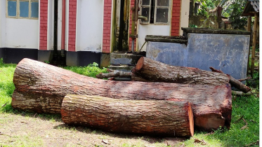 এনায়েতপুরে ওসির সেই কাটা গাছ উদ্ধার 