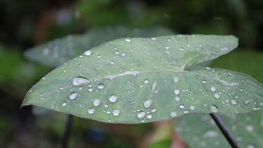 আজ গুঁড়ি গুঁড়ি বৃষ্টি হতে পারে