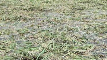 আম্পানে আক্রান্ত জমির পরিমাণ ১ লাখ ৭৬ হাজার হেক্টর