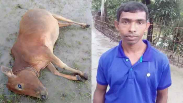 সীতাকুণ্ডে বজ্রপাতে কৃষকের ৩ গরুর মৃত্যু