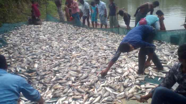 আখাউড়ায় পুকুরে বিষ দিয়ে ১২ লাখ টাকার মাছ নিধন