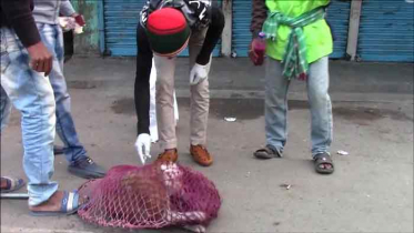 চুয়াডাঙ্গায় পাঁচ দিনব্যাপী কুকুরের টিকাদান কর্মসূচি শুরু