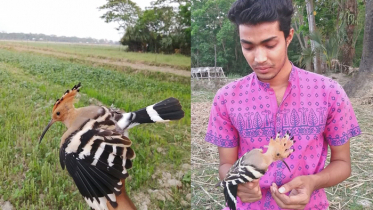 অবশেষে আপন ভুবনে ফিরলো হুদহুদ