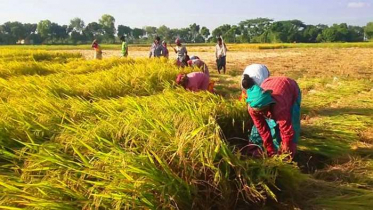 হাওরের ৬২ ভাগ ধান কাটা শেষ হয়েছে: কৃষি মন্ত্রণালয়
