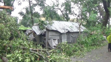 ঝিনাইদহে গাছচাপায় নারীর মৃত্যু