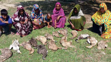 কলারোয়ায় বিষ দিয়ে ৫ কৃষকের ৩২ হাঁস হত্যা