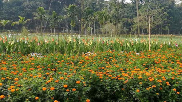 কুড়িগ্রামে বাণিজ্যিকভাবে ফুল চাষে সফলতা