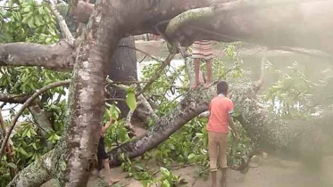 নাসিরনগরে শিলা বৃষ্টিতে ফসলের ক্ষয়ক্ষতি