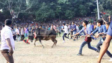 নবাবগঞ্জে গরু দৌড় প্রতিযোগিতা অনুষ্ঠিত