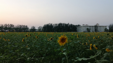 নিস্তব্ধ ক্যাম্পাসে নয়নাভিরাম সূর্যমুখী 