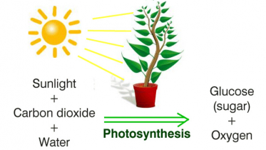 সালোকসংশ্লেষণ কী ও কেন