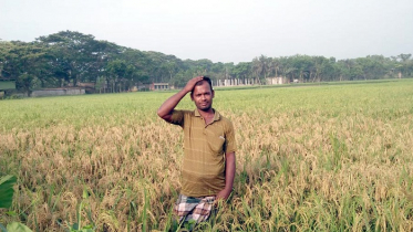 কলারোয়ায়  ধানে নেক ব্লাস্ট রোগ: কৃষক দিশেহারা