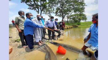 বশেফমুবিপ্রবির পুকুরে মাছের পোনা অবমুক্ত