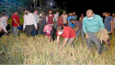 শনির হাওড়ে কৃষকের ধান কেটে দিলেন নেতাকর্মীরা