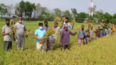 সুনামগঞ্জে কৃষকদের ধান কেটে দিল যুবলীগ 