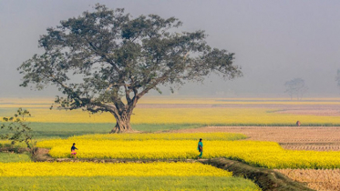 আবহাওয়া শুষ্ক থাকতে পারে