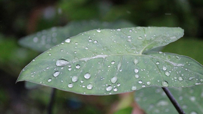 আজ গুঁড়ি গুঁড়ি বৃষ্টি হতে পারে- সংগৃহীত