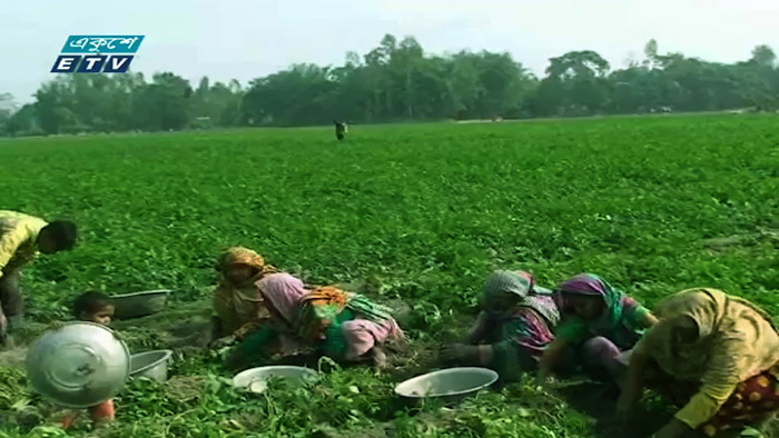 জয়পুরহাটে আলুর বাম্পার ফলন (ভিডিও)