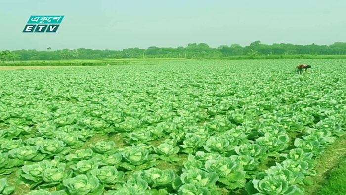 লোকসানের মুখে ঝিনাইদের কপি চাষিরা(ভিডিও)