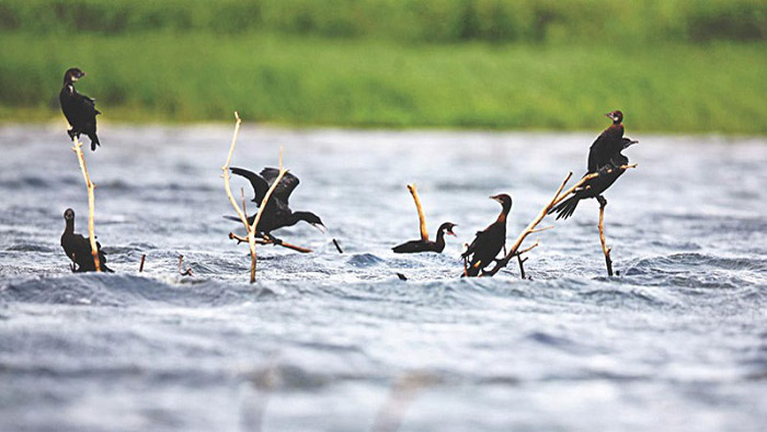 হাকালুকিতে ২০ হাজার পাখি কমেছে