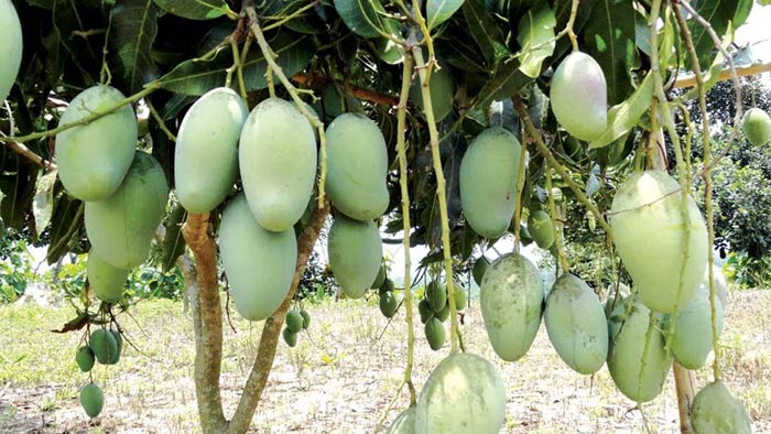 লাভ না হলে আম চাষ করবে না চাষিরা