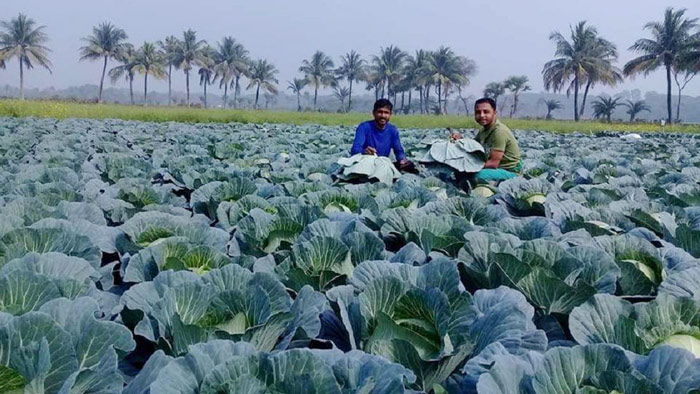 কলারোয়ায় শীতকালীন সবজি চাষে সাবলম্বী চাষীরা