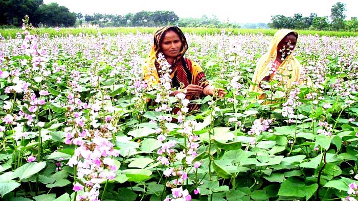 শীতকালীন সবজি শিমের যত উপকারিতা