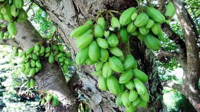 ভিটামিন-সি সমৃদ্ধ টক ফল বিলিম্বি