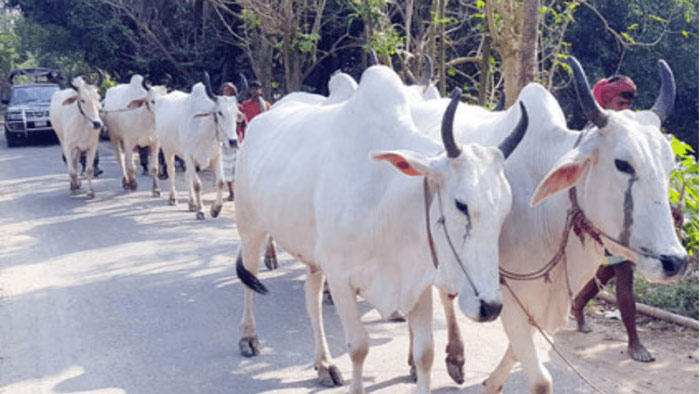 এবার গরুর পরিচয়পত্র দেবে ভারত