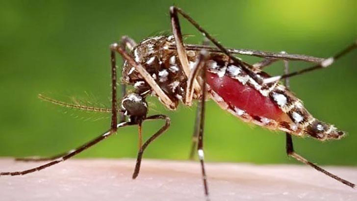 ডেঙ্গু-চিকুনগুনিয়াবাহী মশা কীটনাশক প্রতিরোধী