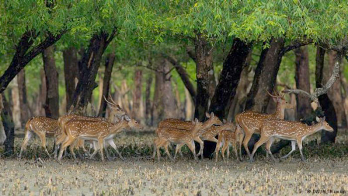 ‘বিপন্ন বিশ্ব ঐতিহ্য’র তালিকায় উঠছে না সুন্দরবন