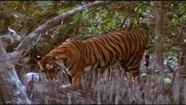 বিশ্ব বাঘ দিবস আজ (ভিডিও)