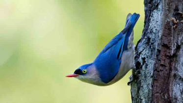 দুর্লভ পাখি বনমালী