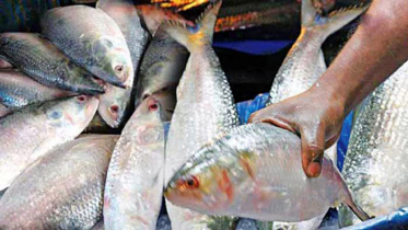 ইলিশ উৎপাদনে বাংলাদেশ বিশ্বে প্রথম 
