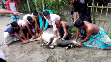 কোরবানির পশু জবেহ করার নিয়ম