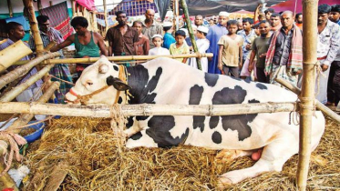 রাজধানীতে কুরবানির পশু বেচাকেনা শুরু