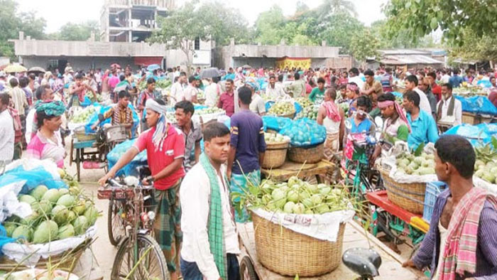 জিআই স্বীকৃতিতে চড়া ‘ক্ষীরশাপাতি’র বাজার