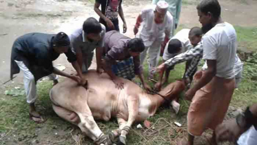 কোরবানির গুরুত্ব ও মর্যাদা