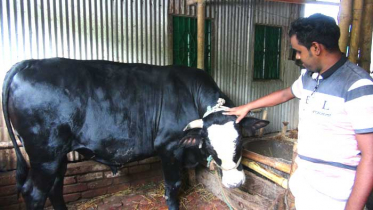 কোরবানির পশুর যত্ন যেভাবে নিবেন