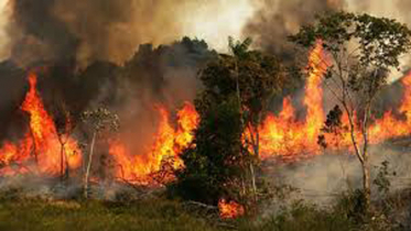 আমাজনে দুই দিনে ১ হাজারের বেশি স্থানে আগুন