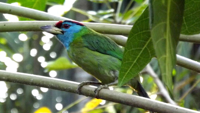 টকটকে লাল সিঁদুরে মুকুটে বসন্ত বাউরি