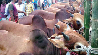 কোরবানিযোগ্য প্রায় ১ কোটি ১৮ লাখ পশুর মজুদ