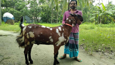 ছাগল টাইগারের দাম তিনলাখ !